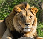 Lions Roster (PDF)